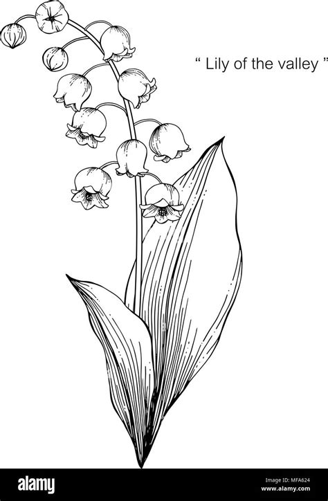 Lily Of The Valley Flower Drawing Illustration Black And White With