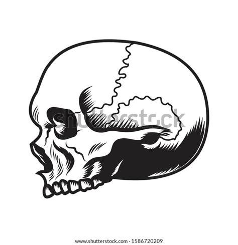Black White Human Skull Side View Stock Vector Royalty Free