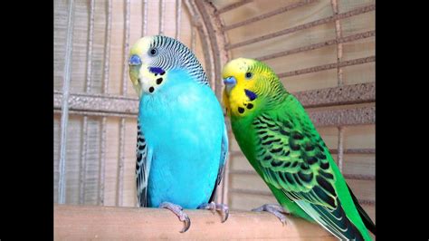 22 Minutes Budgies Parakeets Singing Chirping Talking