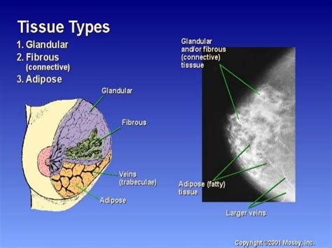 Breast Anatomy And Physiology