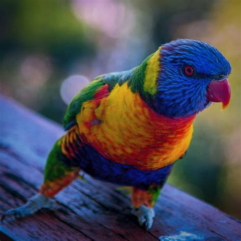 Rainbow Parrot Bird Portrait This Is A Fine Art Print From A Limited