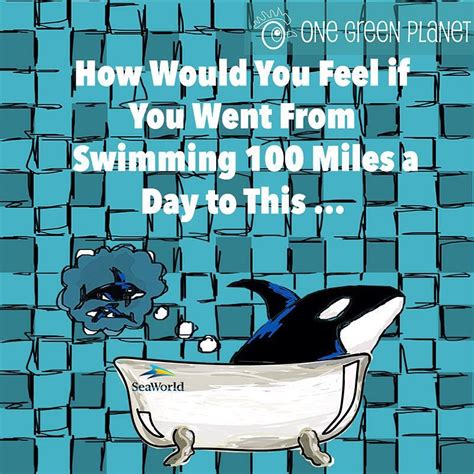 on any given day whales and dolphins can travel an average of 100 miles spending their time