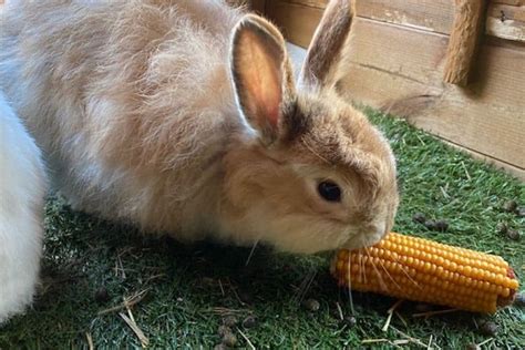 Can Rabbits Eat Corn Jaguza Farm Support