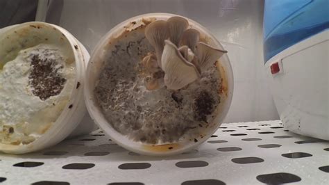 Oyster mushrooms and shiitake mushrooms are the varieties that grow well on coffee grounds, they are easiest to grow even for beginners. Mushroom growing time-lapse (pearl oyster mushroom on ...