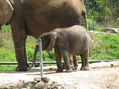 Pittsburgh Zoo Elephant Pinky Earl Flickr