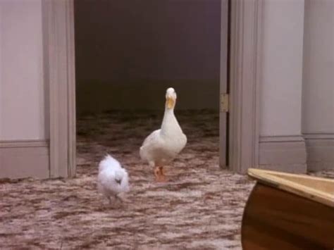 The film deals with the. The Chick and The Duck | Friends Central | Fandom powered ...