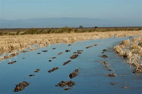 Around California Flooding The Rice Fields Its For The Birds