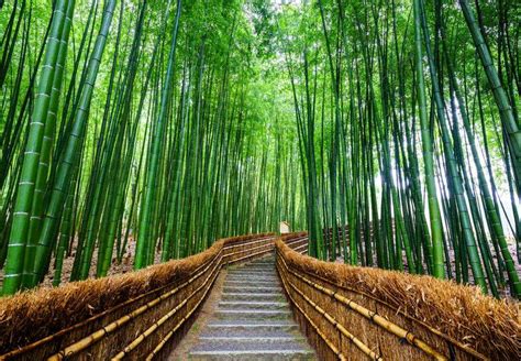 45232239 Path To Bamboo Forest Arashiyama Kyoto Japan Launch