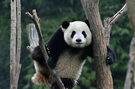 Giant Panda Chengdu Attractions China Top Trip