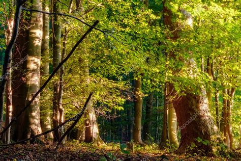 Forest In Europe In Late September Deciduous Forest With Leaves On The