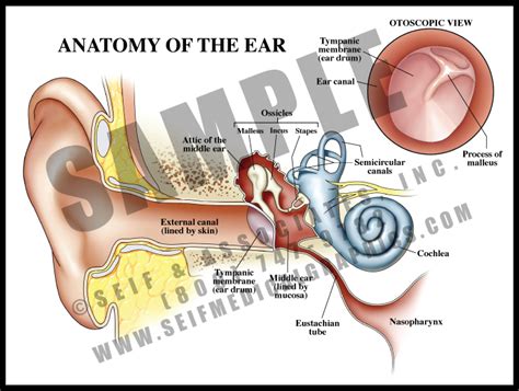 Anatomy Of The Ear Sanda Medical Graphics