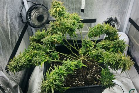 I have previously done both and seem to have better results from 13 hours of light 11 hours of darkness. Use Schwazzing To Expose Your Cannabis Buds To More Light ...