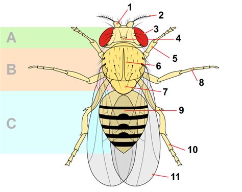 drosophila melanogaster diagram
