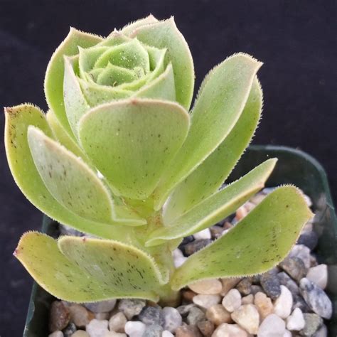 The family behind succulent market primarily sells wholesale, and have now begun to sell. Aeonium gomerense | Succulents, Plants, Succulents online