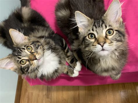 My majestic coon kittens : r/MaineCoon