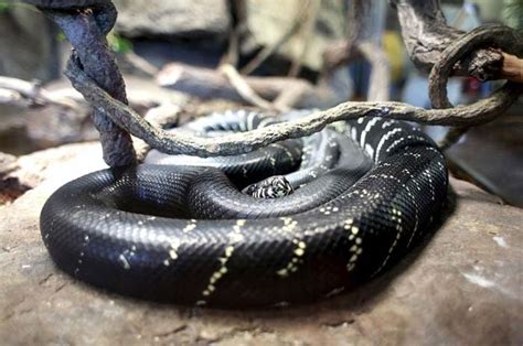 Boelens Python Care Temperament Handling And Breeding Az Reptiles