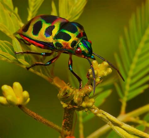 Fancy Bugs A Gallery On Flickr