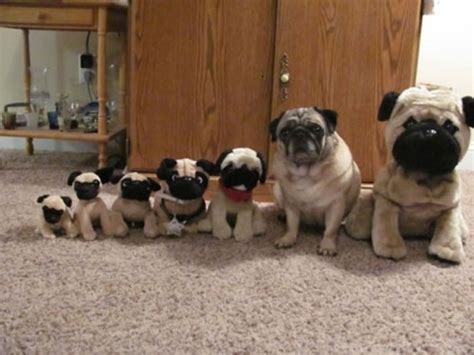 Which One Is The Real Pug