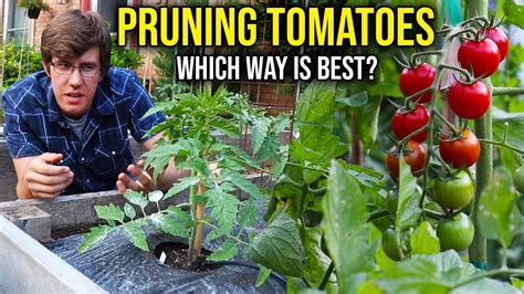 How To Prune Indeterminate Tomato Plants 4 Methods Youtube