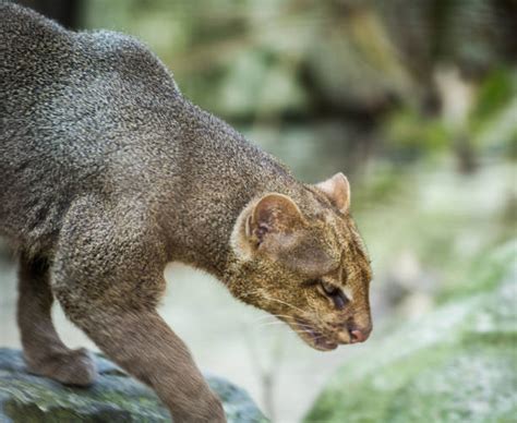 Jaguarundi Stock Photos Pictures And Royalty Free Images Istock