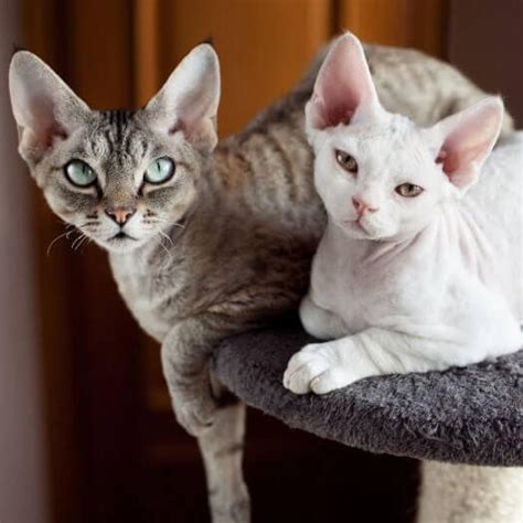 choosing the right cat hypoallergenic breeds for a sniffle free home