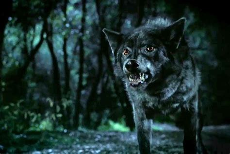 18 Werewolves From Lon Chaney To Taylor Lautner Vulture