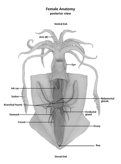 External Anatomy Of Squid