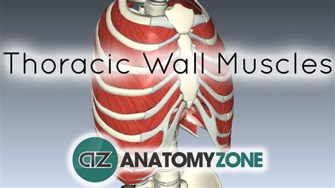 Muscles Of The Thoracic Wall 3d Anatomy Tutorial Yout