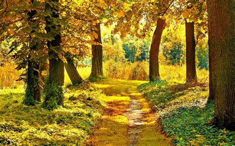 Track Trees Vegetation Early Autumn September Wallpaper And Background