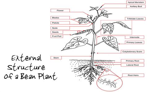 Structure Of A Bean Plant Bean Plant Plant Labels Plant Seedlings