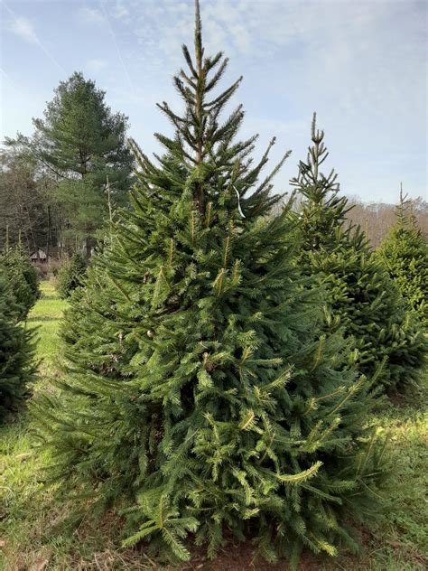 Cut Your Own Christmas Trees At Miller Farms Norway Spruces Canaan