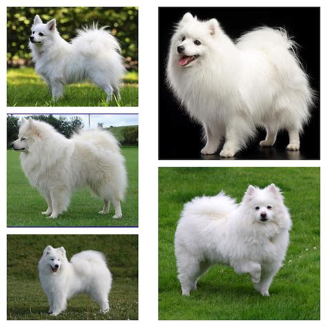 Can You Name These White Spitz Breeds