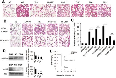 Important Role Of Tlr9 Pathway In Necrotic Cell Induced Pulmonary