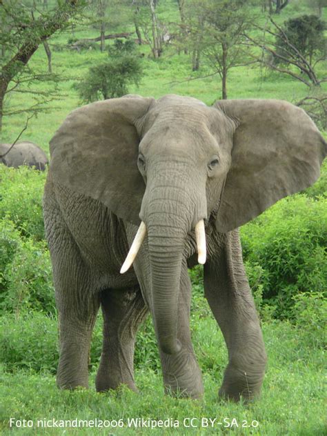 Tiere Afrikanischer Elefant Loxodonta Africana Aussehen Lebensraum