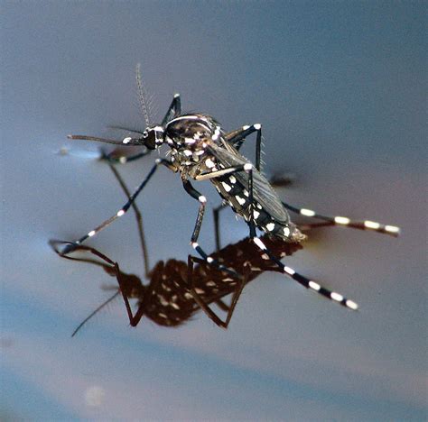 Asian Tiger Mosquito Mosquitoes Of Georgia · Biodiversity4all