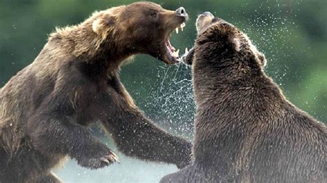 Combat A Mort Real Bears Fight In Jungle Bear Mating Hot Battle Hd