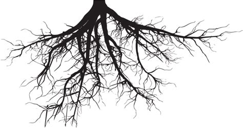 Soil And Roots Png Clipart Black And White Download Tree Roots
