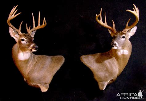 Whitetail Deer Shoulder Mount Taxidermy Hunting