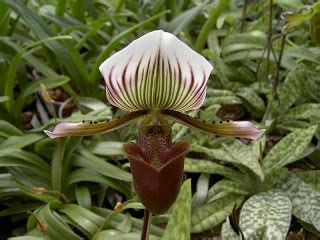 Tumbuhan yang dimaksud yakni rafflesia arnoldi, bunga bangkai, cendana, kantong semar, damar, ulin, anggrek tebu, tengkawang, daun payung, dan edelweiss jawa. Saintis Junior Irsyadian: tumbuhan yang diancam kepupusan