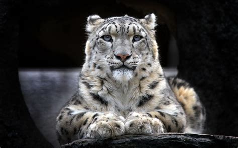 2880x1800 Snow Leopard 2 Macbook Pro Retina Hd 4k Wallpapers Images