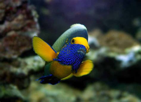 Blueface Angelfish Juvenile Care Reef Safe Diet Hybrid Seafish