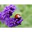Ladybug Wallpaper Free High Definition Download