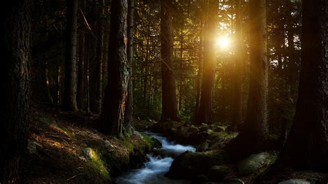 Forest Water Stream Wallpapers Hd Wallpapers Id 17834