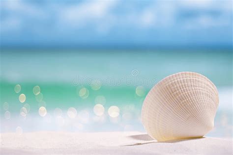 White Sea Shell On Beach Sand Stock Image Image Of Seasons