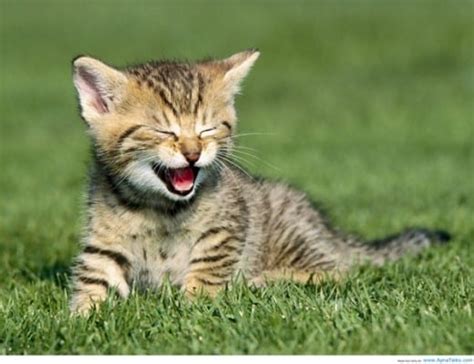 30 Beautiful And Cute Smiling Cat Pictures Tail And Fur