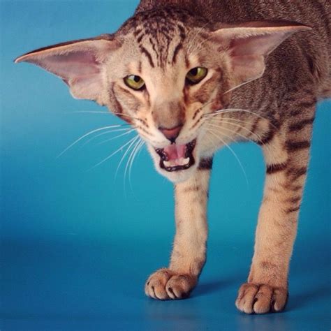 Oriental Shorthair Cat With Huge Big Ears With Images