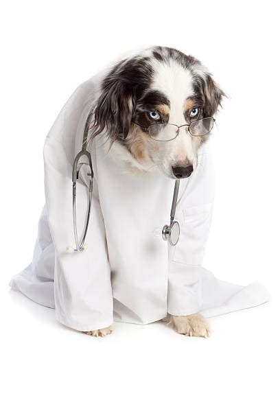 Best Dog Doctor Costume Stock Photos Pictures And Royalty Free Images