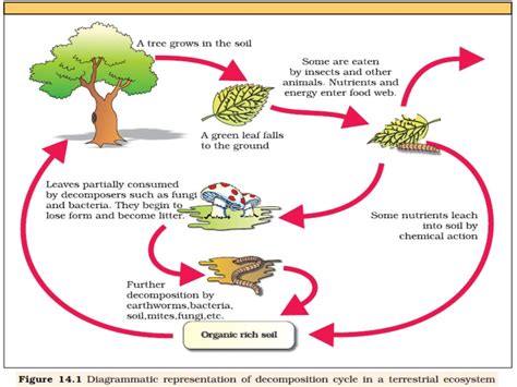 Organic Matter Decomposition