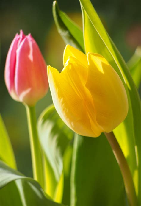 Menakjubkan 30 Gambar Bunga Tulip Yang Mekar Galeri Bunga Hd