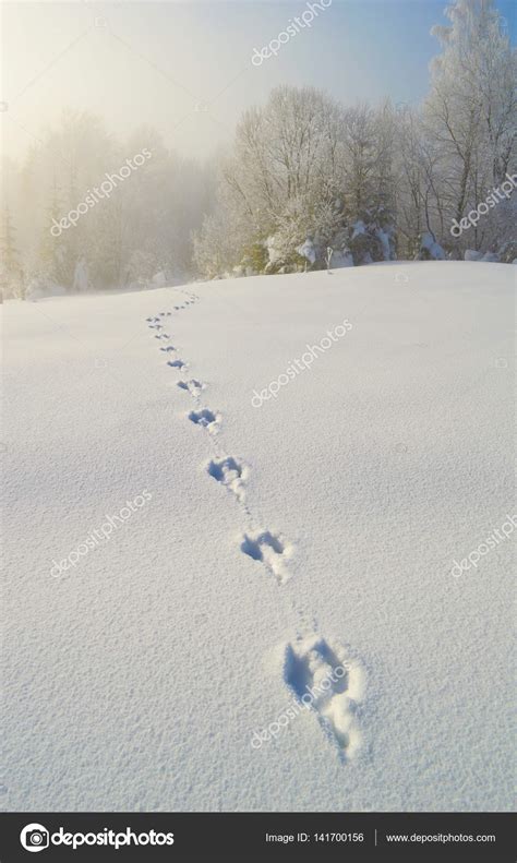 Roe Deer Tracks On The Deep Snow — Stock Photo © Vlukas
